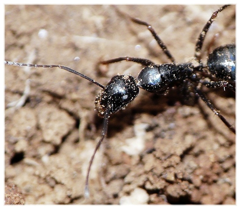 Camponotus sp.